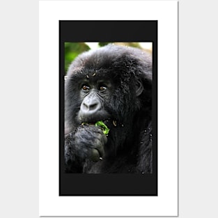 Juvenile Mountain Gorilla Eating, Kwitonda Group, Rwanda, East Africa Posters and Art